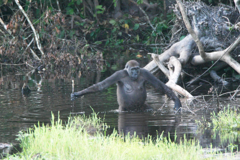 Wild gorilla using walking stick while goint through water