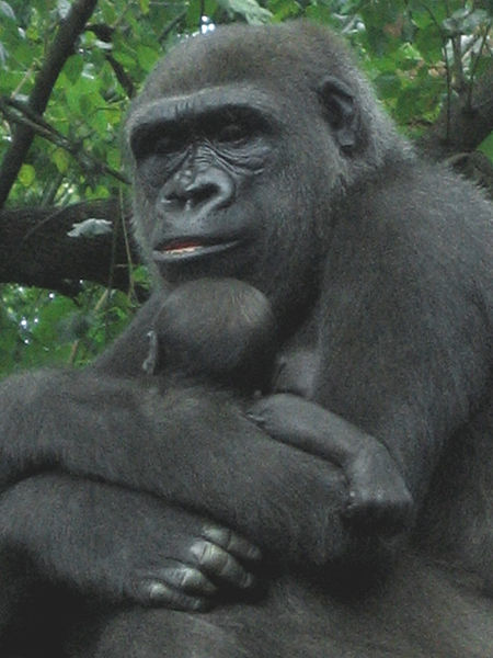 A mother Western Lowland Gorilla holding her infant, in a tree