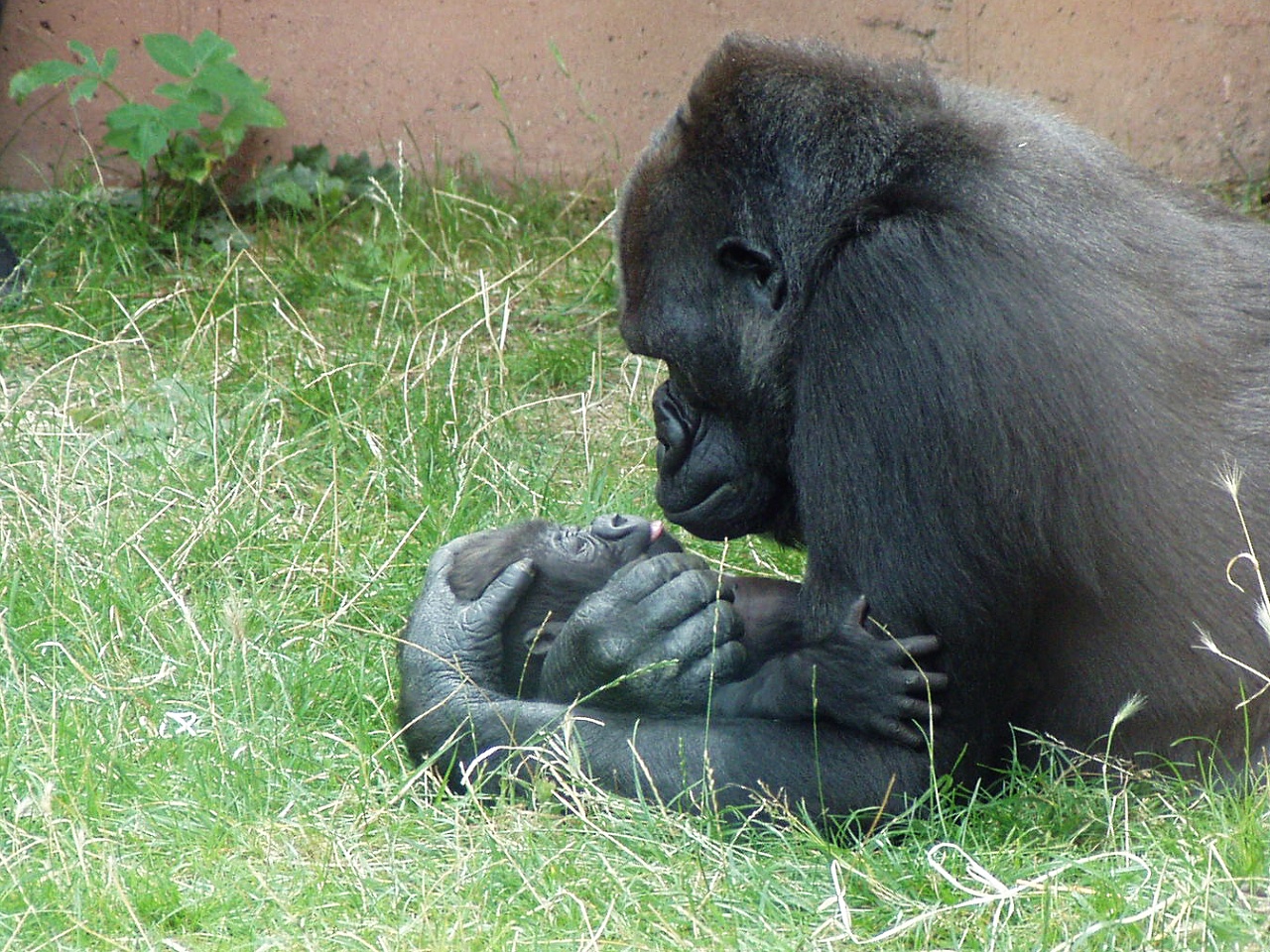 A female gorilla cuddling with her infant