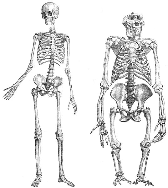 An anatomical drawing of a human skeleton and a gorilla skeleton