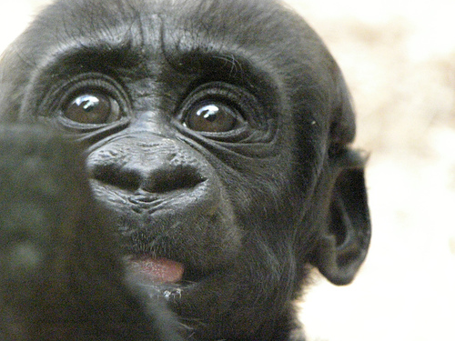 A close-up of an infant Western Gorilla
