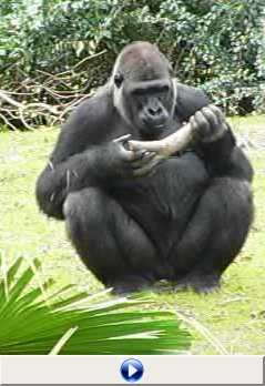 Click to view video of gorilla eating