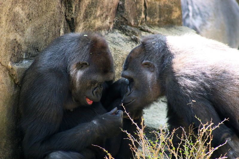 Two gorillas face-to-face
