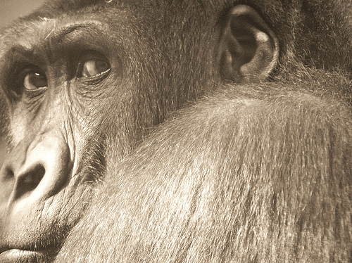 A close-up of a Western Gorilla's intelligent looking face