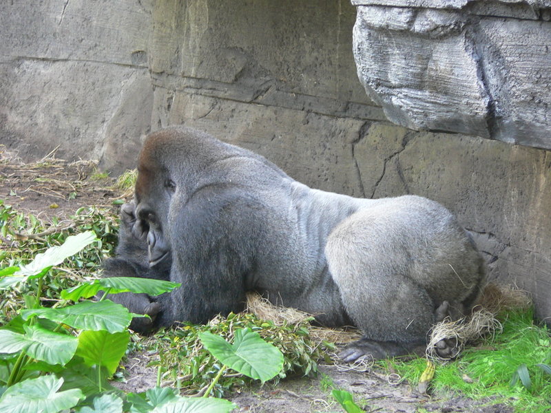 Silverback laying with head leaning on hand