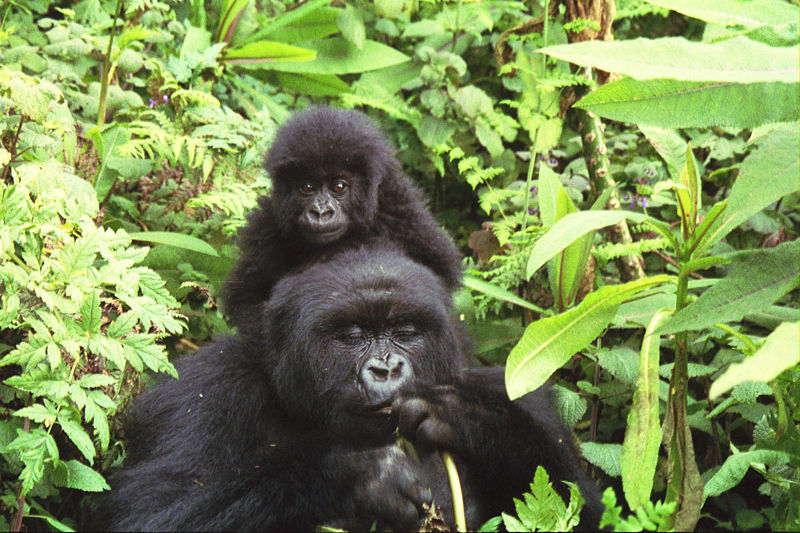 Eastern (Mountain) Gorilla mother with baby on back