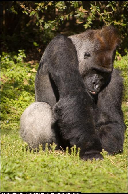 Silverback sitting, hunched with head down