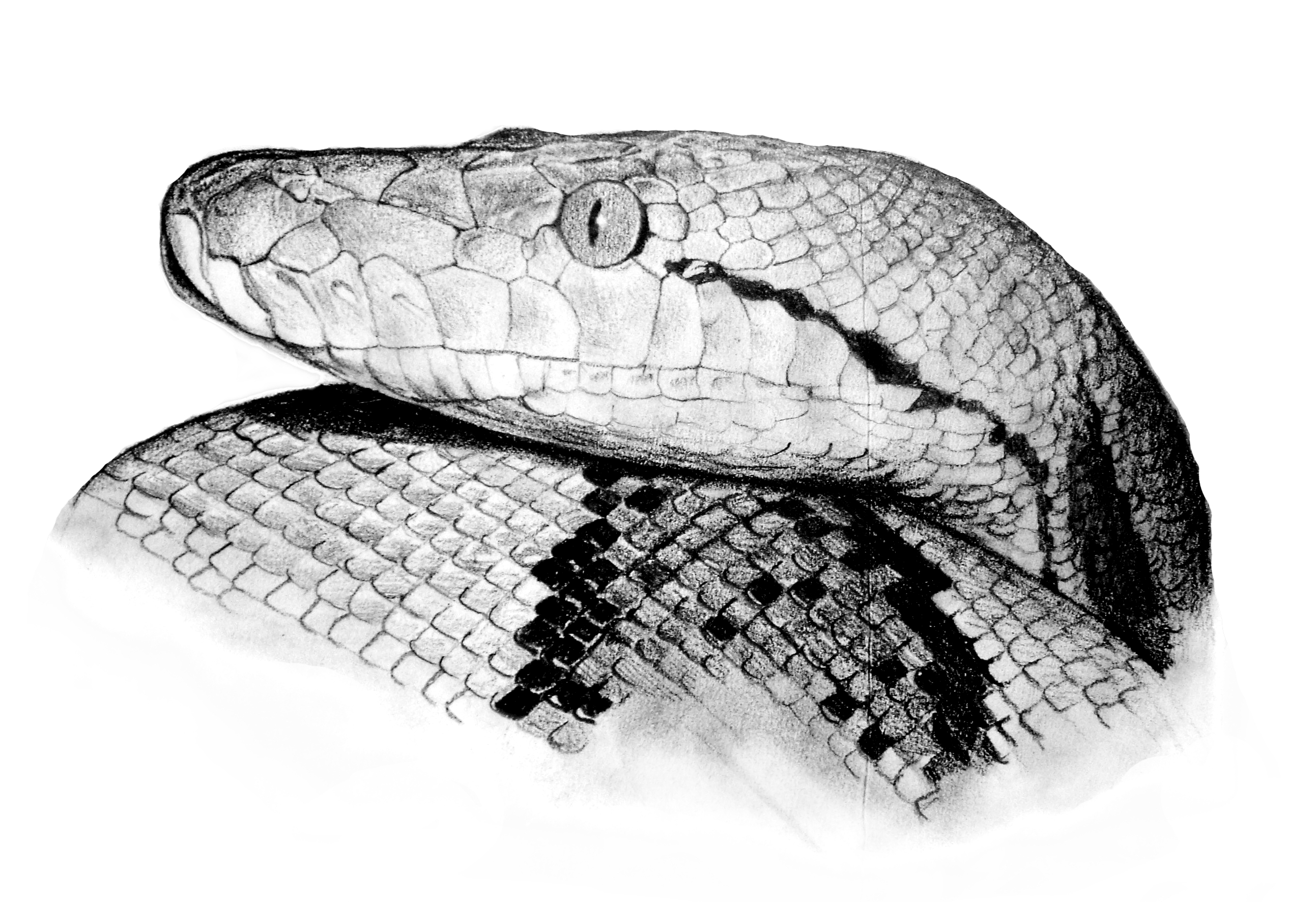 Python reticulatus
