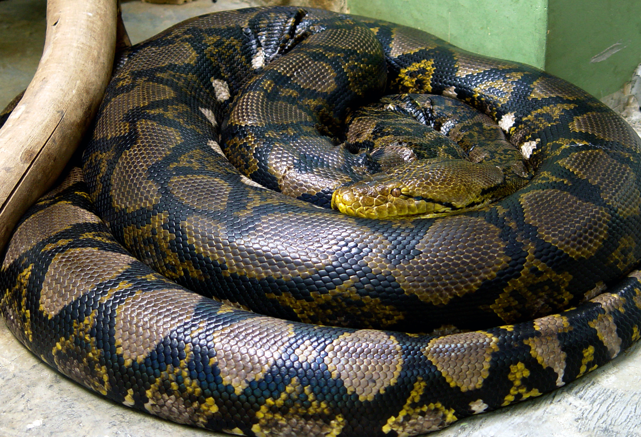 Coiled reticulated python