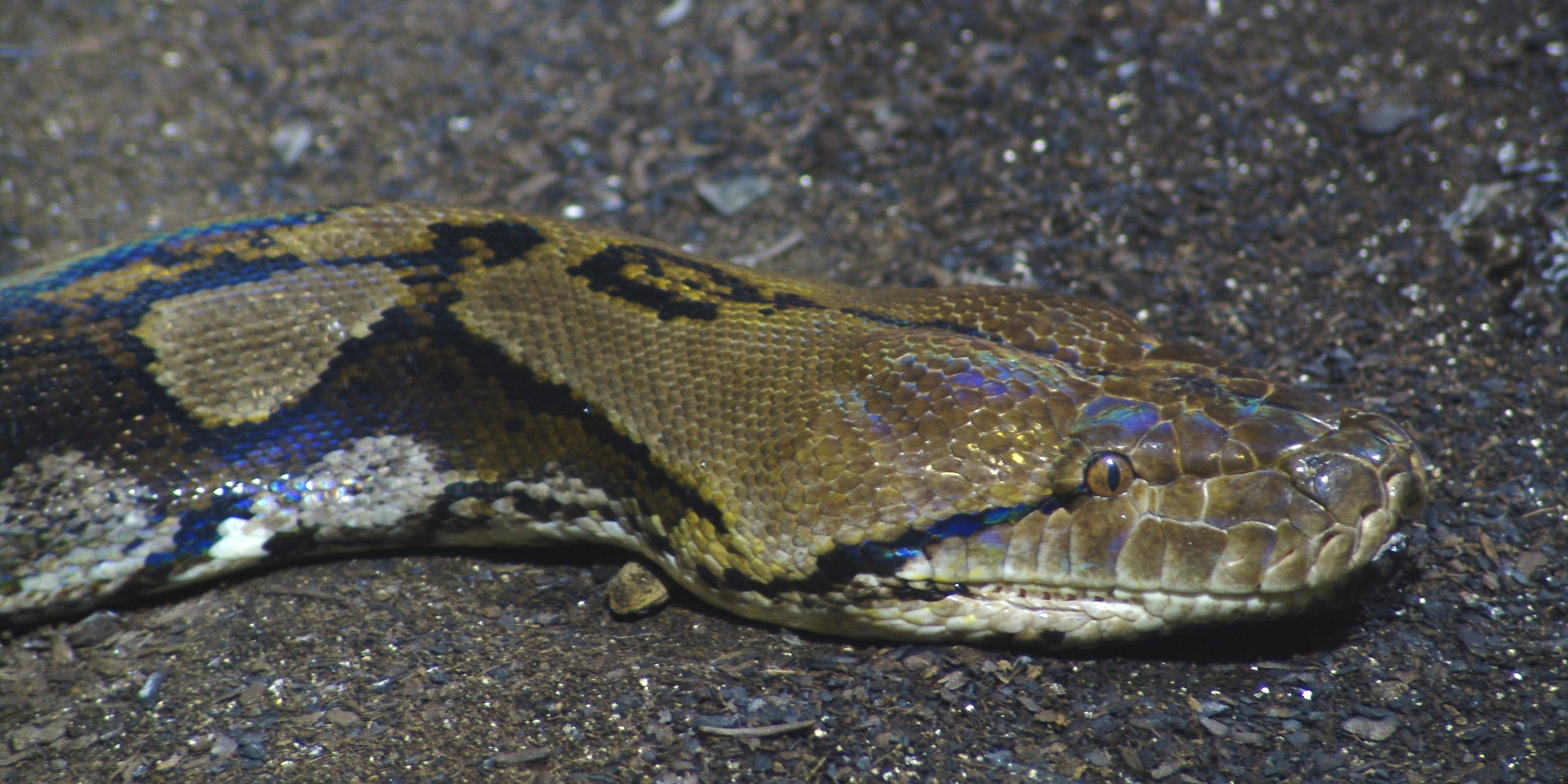 Reticulated python head
