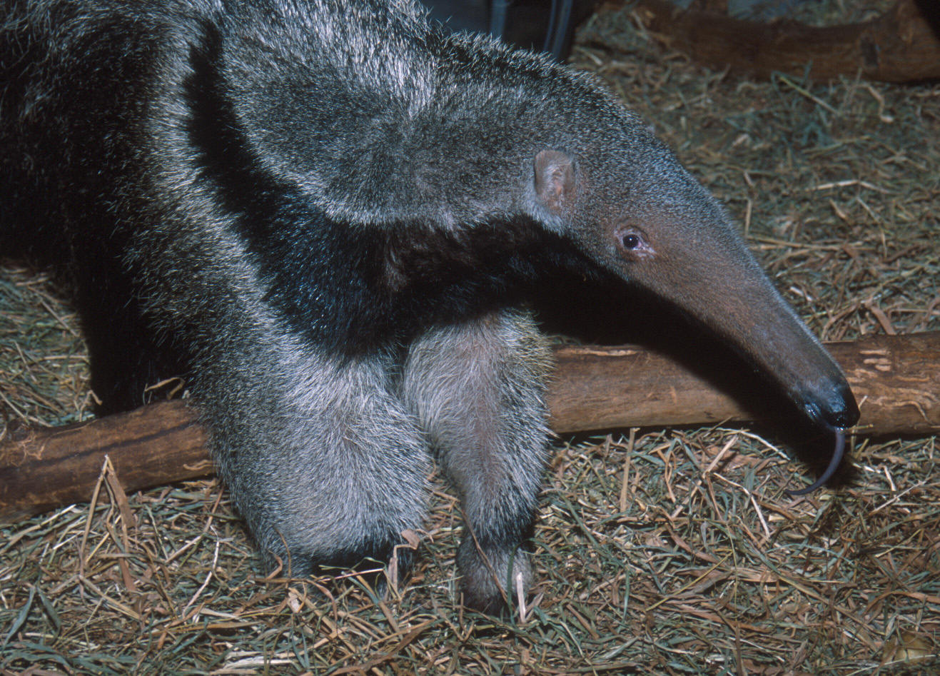 Giant Anteater Adaptations