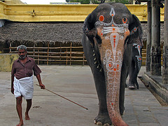 Painted elephants being led around temple courtyard in Kanchipuram, India  image taken from http://www.flickr.com/photos/mckaysavage/2244155874/