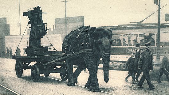 World War I elephant image  taken from http://upload.wikimedia.org/wikipedia/commons/c/cf/Ww1-elephant.jpg