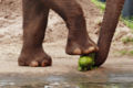 kicking image taken from http://commons.wikimedia.org/wiki/File:Asian_elephant_eating02_-_melbourne_zoo.jpg