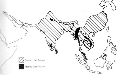 distribution of asian elephants taken from http://www.eleaid.com/index.php?page=asianelephantdistribution