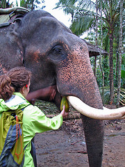 feeding the elephant image taken by "mckay savage"