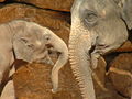 Mother and baby elephant image taken from http://commons.wikimedia.org/wiki/File:Asian_Elephant_and_Baby.JPG