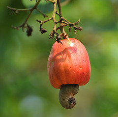 Cashew Apple by Richard Vignola
