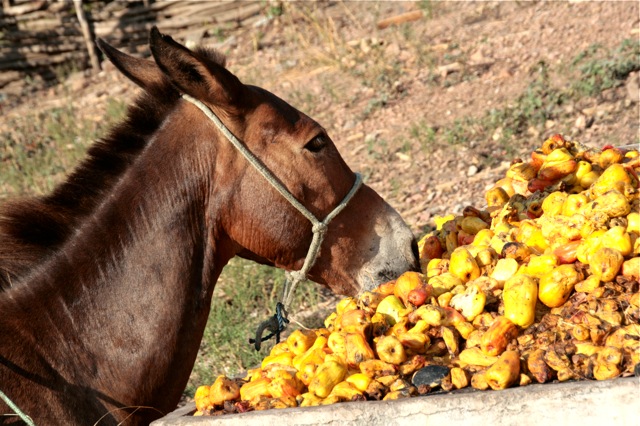Donkey Eating Cashews by Beto Frota