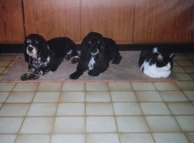 My dogs, Kaydee and Bandit with Ootsie (picture taken by my dad)