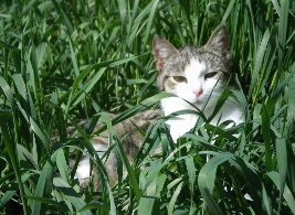 My roommate, Karlee's kitty in the grass, hmmm...maybe there's catnip around????(picture taken by Karlee)
