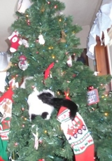 My cousin's cat Lilo hiding in the tree (picture taken by my aunt)