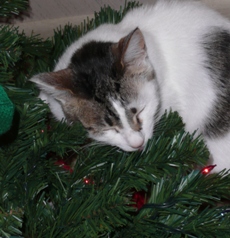 My cousin's cat Nubby taking a catnap by the tree (picture taken by my aunt)