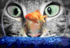 Clip Art cat peering in fish bowl