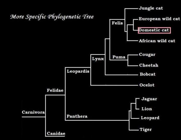 phylogenetic tree made by me on 'paint'