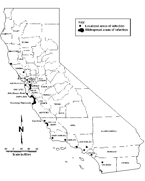 Map of California showing where pine pitch cankers are located.