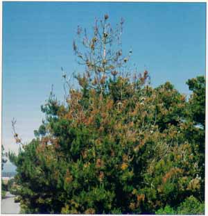 Monterey pine affected by Fusarium circinatum