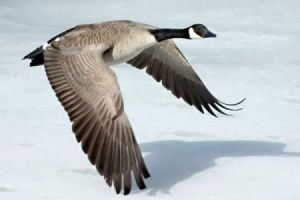 Photo of Canadian goose flying by Chuck Szmurlo, http://commons.wikimedia.org/wiki/File:Canada-Goose-Szmurlo.jpg
