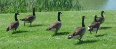Photo of flock of Canadian geese taken by David Monniaux, http://commons.wikimedia.org/wiki/File:Branta_canadensis_DSC03372.JPG
