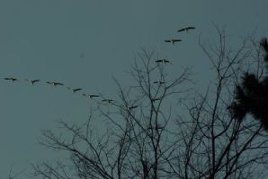Photo of V formation taken by Moxfyre, http://commons.wikimedia.org/wiki/File:Canada_geese_flying.jpg