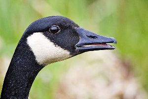 Photo of Canadian goose head taken by Alan D. Wilson