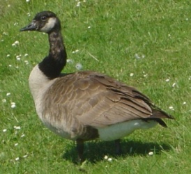 Photo of Canadian goose taken by David Monniaux, http://commons.wikimedia.org/wiki/File:Branta_canadensis_DSC03398.JPG