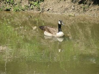 Photo of Canadian goose taken by SuperHamster