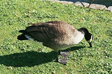 Photo of Canadian goose eating taken by David Monniaux, http://commons.wikimedia.org/wiki/File:Goose_501588_fh000023.jpg