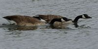 Photo of Canadian geese swimming taken by Jerry Friedman, http://commons.wikimedia.org/wiki/File:Branta_canadensis_courting.jpg