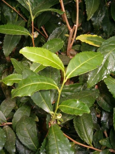 http://commons.wikimedia.org/wiki/File:Camellia_sinensis_BotGardBln1105YoungLeavesReadyForHarvest.JPG