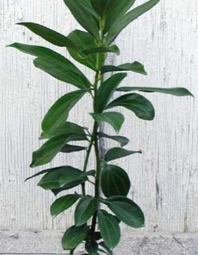 Photo by TopTropicals. The stalk of Cinnamomum zeylanicum