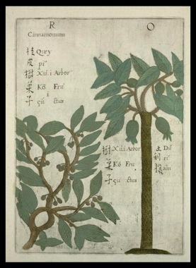 Photo by Michael Boym. Cover of one of the earliest natural history books about China and Cinnamomum 