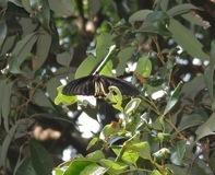 Photo by J.M.Garg. A common birdwing in West Bengal, India,