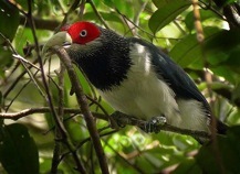 Photo by Amila Salgado. A Red Faced Malkoha sitting in a tree