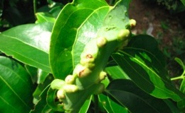 Photo by the Faculty of Agriculture/University of Ruhuna. A cinnamon leave has been affected by mites and is developing galls.