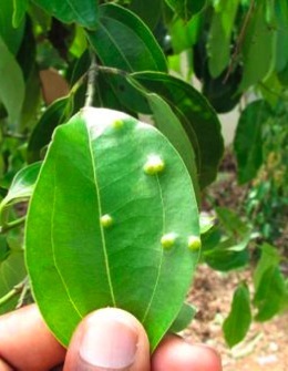 Photo by the Faculty of Agriculture/University of Ruhuna. Galls are formed beneath the leaf surface.