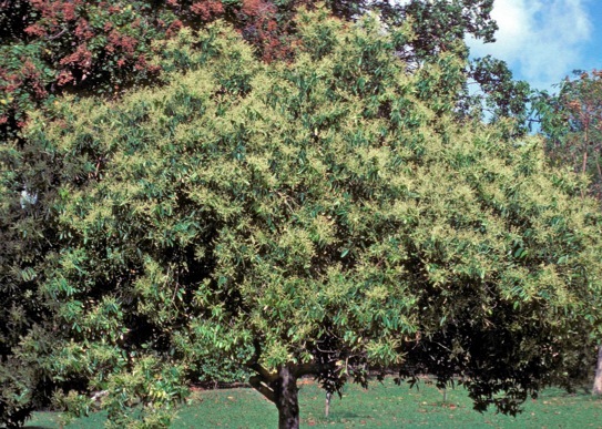 Photo by Dr. Gerry Carr. A full look at a Cinnamomum zeylanicum tree