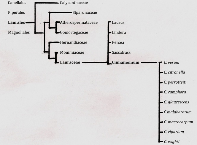 Image by Jaclyn Bero. Phylogenetic tree