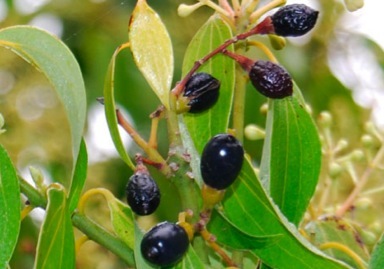 Photo by TradewindFruit. New foliage is deep red, and small white flowers are followed by dark-purple fruit.