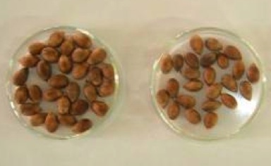 Photo by Faculty of Agriculture/University of Ruhuna. Dried cinnamon seeds shown in two petri dishes.